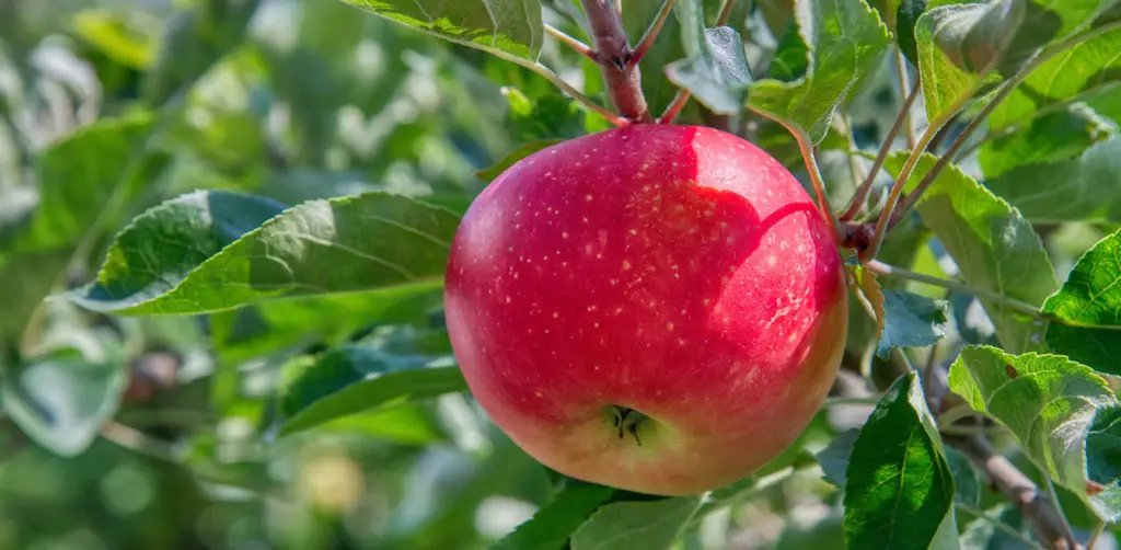 Apple on a tree to show youth leaders how to produce spiritual fruit in their ministry and Biblical outcomes